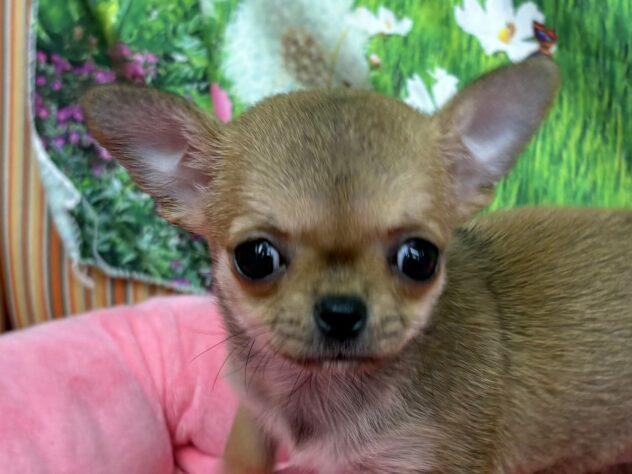 和歌山県のチワワ(ロング) (アミーゴ和歌山太田店/2025年11月7日生まれ/女の子/フォーンホワイト)の子犬の1枚目の画像