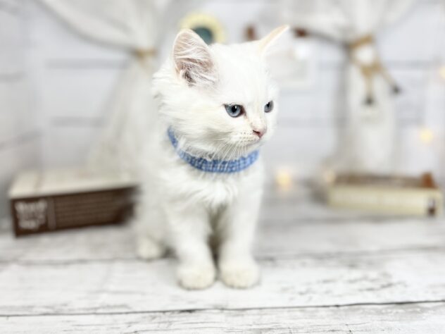 香川県のサイベリアン (ワンキャラット アミーゴ屋島店/2025年11月24日生まれ/男の子/レッドリンクスポイント)の子猫の2枚目の画像