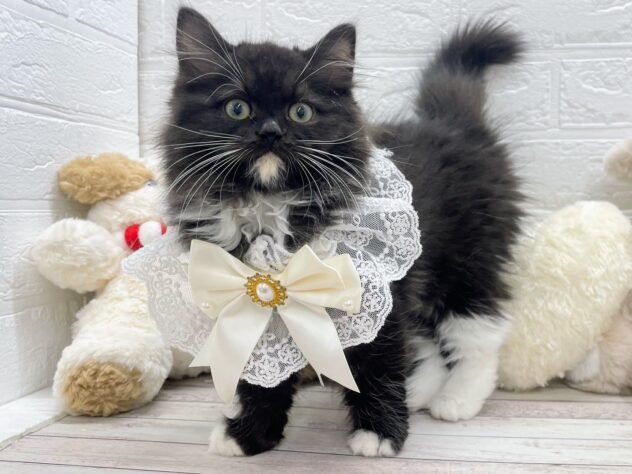 岡山県のラガマフィン (ワンキャラット アミーゴ岡南店/2025年10月19日生まれ/男の子/ブラックホワイト)の子猫の1枚目の画像