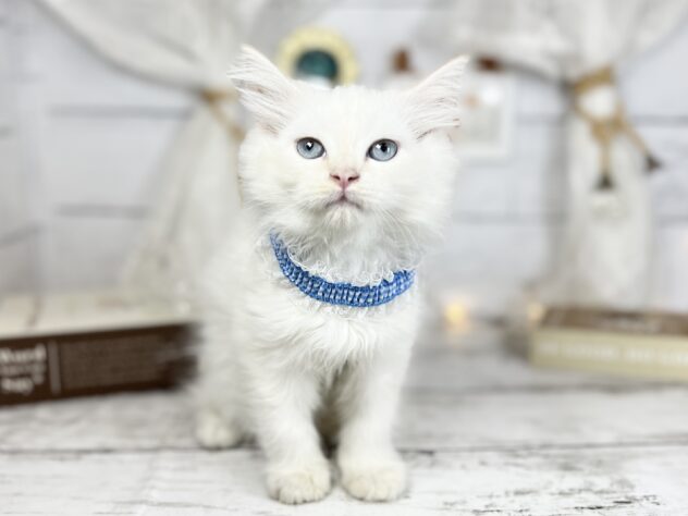 香川県のサイベリアン (ワンキャラット アミーゴ屋島店/2025年11月24日生まれ/男の子/レッドリンクスポイント)の子猫の1枚目の画像