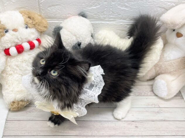 岡山県のラガマフィン (ワンキャラット アミーゴ岡南店/2025年10月19日生まれ/男の子/ブラックホワイト)の子猫の2枚目の画像