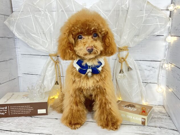 香川県のトイプードル(トイ) (ワンキャラット アミーゴ屋島店/2025年7月23日生まれ/女の子/レッドフォーン)の子犬の1枚目の画像