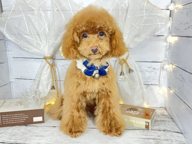 香川県のトイプードル(トイ) (ワンキャラット アミーゴ屋島店/2025年7月23日生まれ/女の子/レッドフォーン)の子犬の2枚目の画像