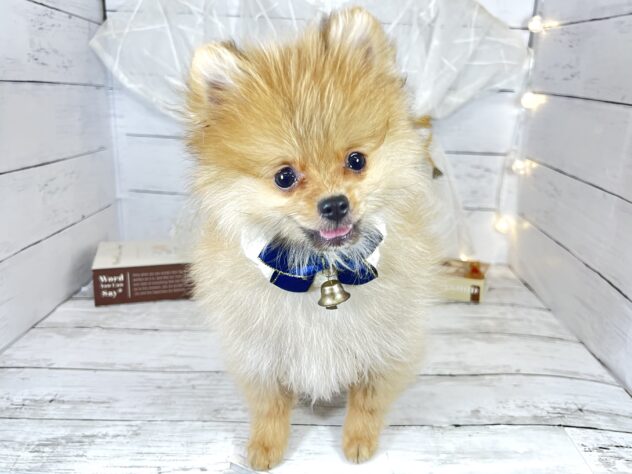 香川県のポメラニアン (ワンキャラット アミーゴ屋島店/2025年10月12日生まれ/男の子/オレンジ)の子犬の1枚目の画像