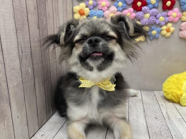 岡山県のチワワ(ロング) (ワンキャラット アミーゴ高屋店/2025年8月17日生まれ/男の子/ブラックタンホワイト)の子犬の2枚目の画像