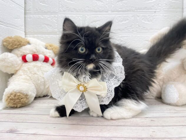 岡山県のラガマフィン (ワンキャラット アミーゴ岡南店/2025年10月19日生まれ/男の子/ブラックホワイト)の子猫の3枚目の画像