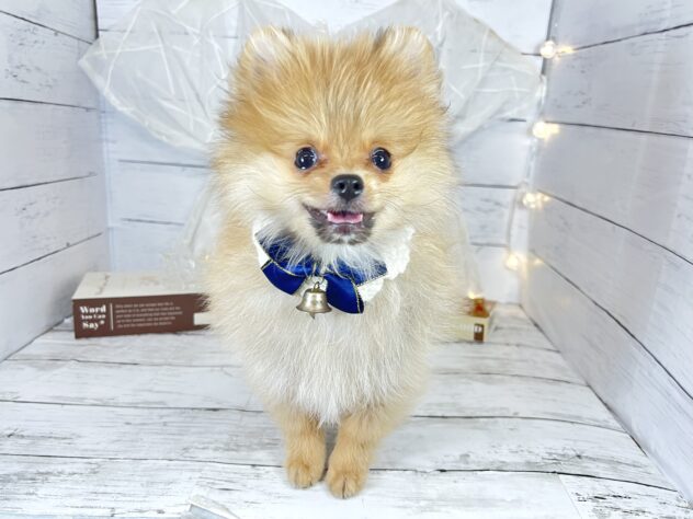 香川県のポメラニアン (ワンキャラット アミーゴ屋島店/2025年10月12日生まれ/男の子/オレンジ)の子犬の2枚目の画像