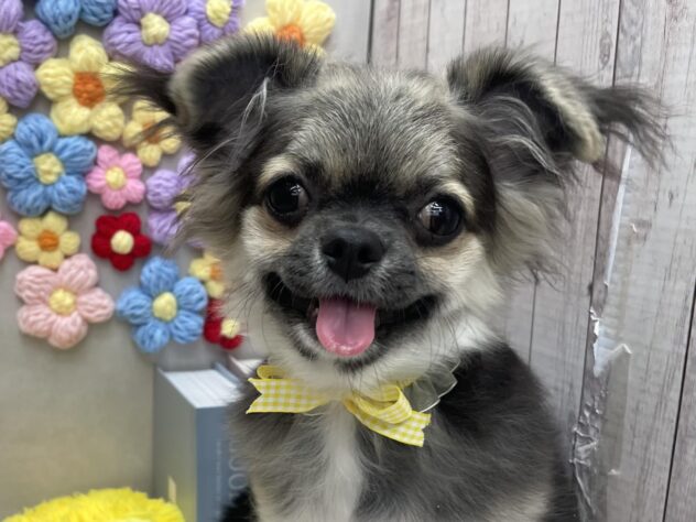 岡山県のチワワ(ロング) (ワンキャラット アミーゴ高屋店/2025年8月17日生まれ/男の子/ブラックタンホワイト)の子犬の1枚目の画像