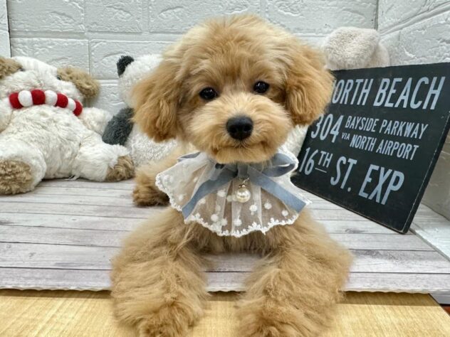 岡山県のトイプードル(トイ) (ワンキャラット アミーゴ岡南店/2025年8月27日生まれ/女の子/オレンジフォーン)の子犬の2枚目の画像