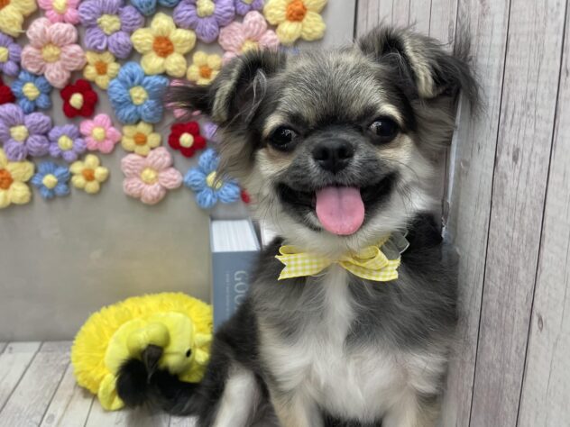 岡山県のチワワ(ロング) (ワンキャラット アミーゴ高屋店/2025年8月17日生まれ/男の子/ブラックタンホワイト)の子犬の3枚目の画像