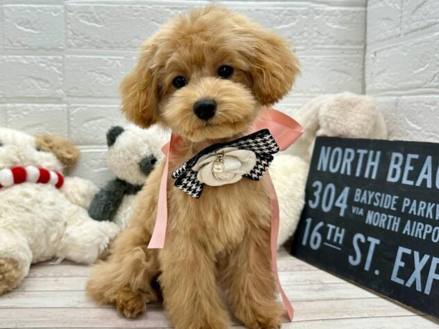 岡山県のトイプードル(トイ) (ワンキャラット アミーゴ岡南店/2025年8月27日生まれ/女の子/オレンジフォーン)の子犬の1枚目の画像