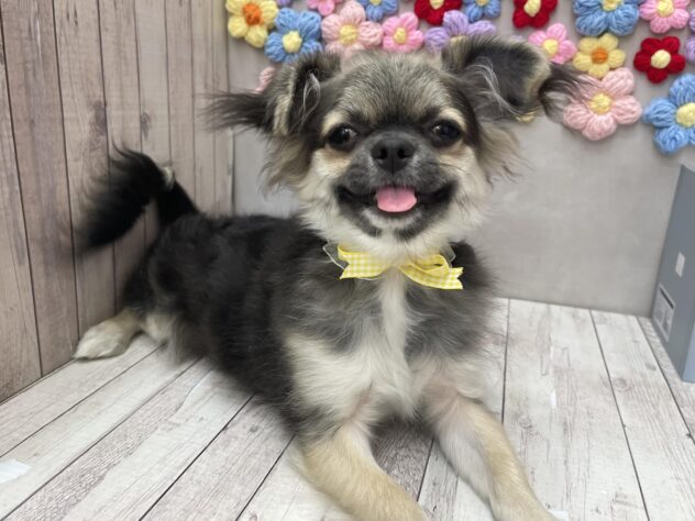 岡山県のチワワ(ロング) (ワンキャラット アミーゴ高屋店/2025年8月17日生まれ/男の子/ブラックタンホワイト)の子犬の4枚目の画像