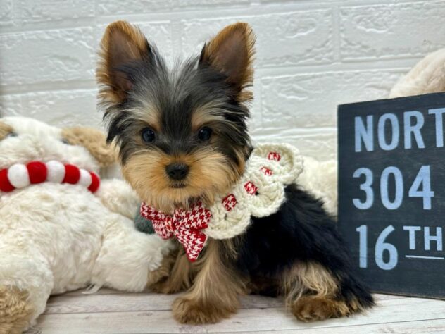 岡山県のヨークシャーテリア (ワンキャラット アミーゴ岡南店/2025年10月9日生まれ/男の子/シルバータビー)の子犬の1枚目の画像