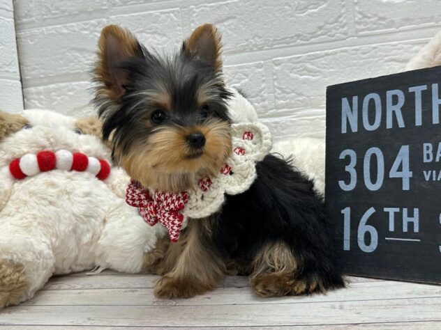 岡山県のヨークシャーテリア (ワンキャラット アミーゴ岡南店/2025年10月9日生まれ/男の子/シルバータビー)の子犬の2枚目の画像