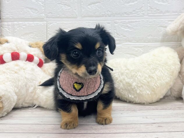 岡山県のハーフ犬・ミックス犬 (ワンキャラット アミーゴ岡南店/2026年11月20日生まれ/男の子/01 ブラック系)の子犬の2枚目の画像