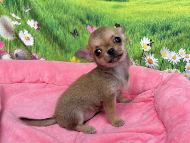 和歌山県のチワワ(ロング) (アミーゴ和歌山太田店/2025年11月7日生まれ/女の子/フォーンホワイト)の子犬の2枚目の画像