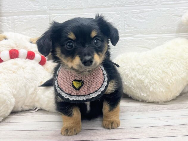 岡山県のハーフ犬・ミックス犬 (ワンキャラット アミーゴ岡南店/2026年11月20日生まれ/男の子/01 ブラック系)の子犬の1枚目の画像