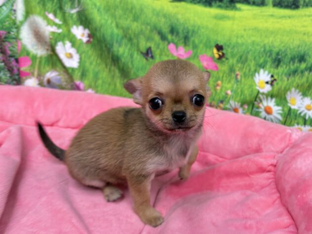 和歌山県のチワワ(ロング) (アミーゴ和歌山太田店/2025年11月7日生まれ/女の子/フォーンホワイト)の子犬の3枚目の画像