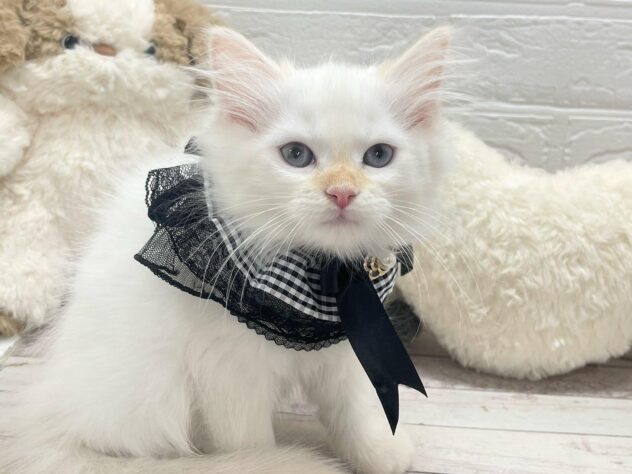 岡山県のサイベリアン (ワンキャラット アミーゴ岡南店/2026年11月24日生まれ/女の子/レッドリンクスポイント)の子猫の1枚目の画像