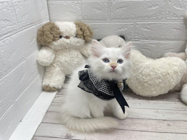 岡山県のサイベリアン (ワンキャラット アミーゴ岡南店/2026年11月24日生まれ/女の子/レッドリンクスポイント)の子猫の2枚目の画像