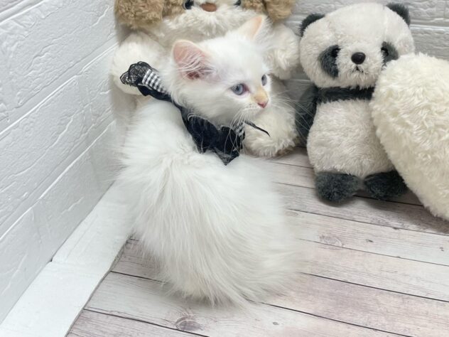 岡山県のサイベリアン (ワンキャラット アミーゴ岡南店/2026年11月24日生まれ/女の子/レッドリンクスポイント)の子猫の3枚目の画像