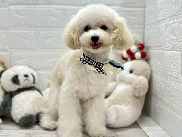 岡山県のトイプードル(トイ) (ワンキャラット アミーゴ岡南店/2025年7月7日生まれ/男の子/ペールフォーン)の子犬