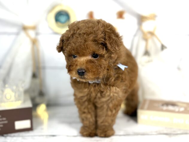 香川県のトイプードル(トイ) (ワンキャラット アミーゴ屋島店/2025年11月23日生まれ/男の子/レッドフォーン)の子犬の3枚目の画像