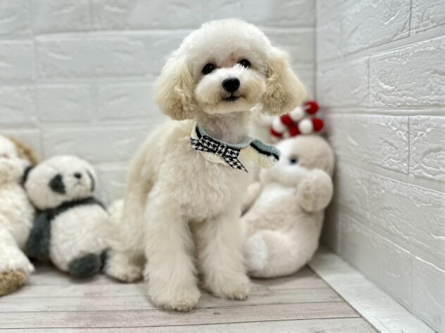 岡山県のトイプードル(トイ) (ワンキャラット アミーゴ岡南店/2025年7月7日生まれ/男の子/ペールフォーン)の子犬の2枚目の画像