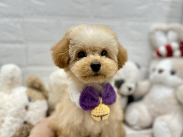 岡山県のトイプードル(トイ) (ワンキャラット アミーゴ岡南店/2025年10月9日生まれ/男の子/オレンジフォーン)の子犬の1枚目の画像