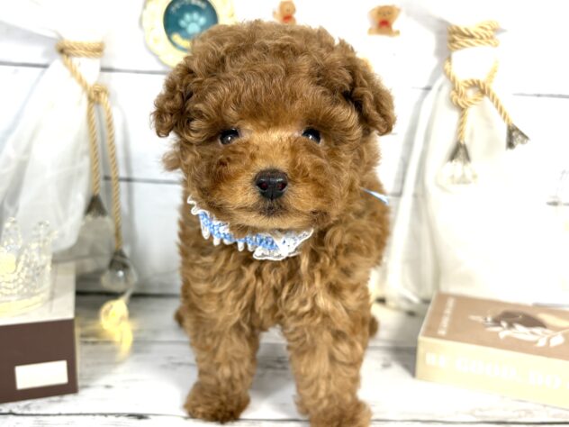 香川県のトイプードル(トイ) (ワンキャラット アミーゴ屋島店/2025年11月23日生まれ/男の子/レッドフォーン)の子犬の1枚目の画像