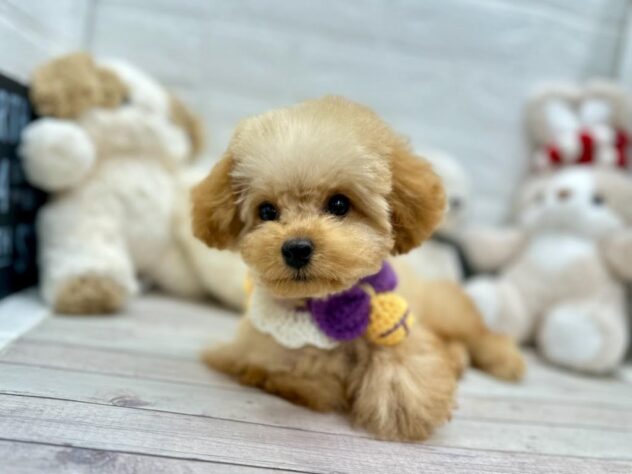 岡山県のトイプードル(トイ) (ワンキャラット アミーゴ岡南店/2025年10月9日生まれ/男の子/オレンジフォーン)の子犬の2枚目の画像