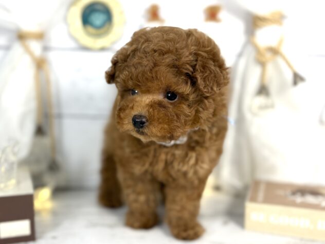 香川県のトイプードル(トイ) (ワンキャラット アミーゴ屋島店/2025年11月23日生まれ/男の子/レッドフォーン)の子犬の4枚目の画像