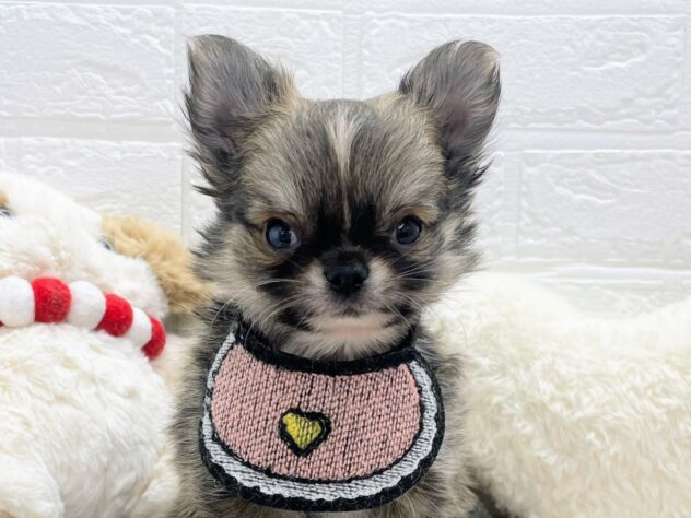 岡山県のチワワ(ロング) (ワンキャラット アミーゴ岡南店/2025年11月21日生まれ/男の子/フォーンセーブルホワイト)の子犬の1枚目の画像