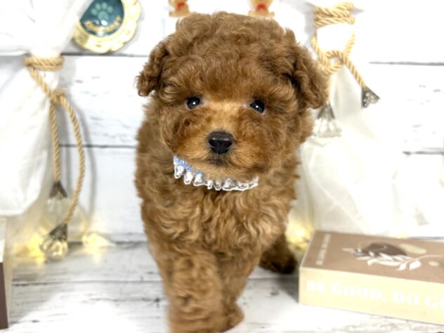 香川県のトイプードル(トイ) (ワンキャラット アミーゴ屋島店/2025年11月23日生まれ/男の子/レッドフォーン)の子犬の2枚目の画像