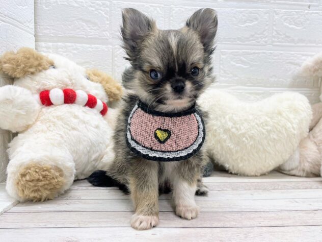 岡山県のチワワ(ロング) (ワンキャラット アミーゴ岡南店/2025年11月21日生まれ/男の子/フォーンセーブルホワイト)の子犬の2枚目の画像