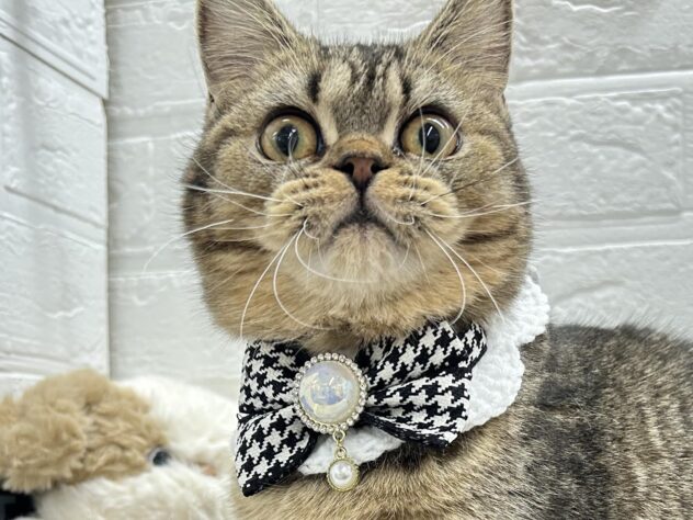 岡山県のマンチカン (ワンキャラット アミーゴ岡南店/2025年7月16日生まれ/女の子/ブラウンタビー)の子猫の1枚目の画像