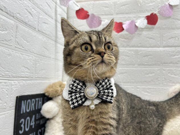 岡山県のマンチカン (ワンキャラット アミーゴ岡南店/2025年7月16日生まれ/女の子/ブラウンタビー)の子猫の3枚目の画像