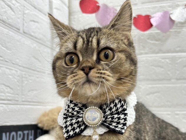 岡山県のマンチカン (ワンキャラット アミーゴ岡南店/2025年7月16日生まれ/女の子/ブラウンタビー)の子猫の2枚目の画像