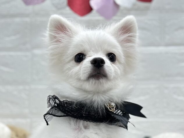 岡山県のポメラニアン (ワンキャラット アミーゴ岡南店/2025年8月20日生まれ/男の子/クリーム)の子犬の1枚目の画像