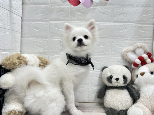 岡山県のポメラニアン (ワンキャラット アミーゴ岡南店/2025年8月20日生まれ/男の子/クリーム)の子犬の2枚目の画像