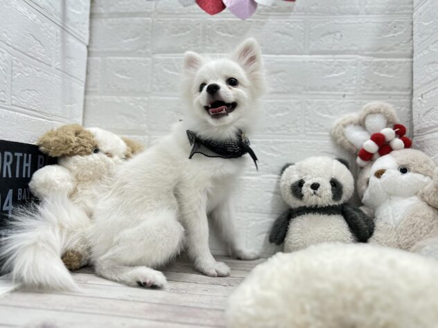 岡山県のポメラニアン (ワンキャラット アミーゴ岡南店/2025年8月20日生まれ/男の子/クリーム)の子犬の3枚目の画像