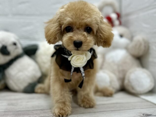 岡山県のトイプードル(トイ) (ワンキャラット アミーゴ岡南店/2025年8月28日生まれ/女の子/アプリコット)の子犬の1枚目の画像