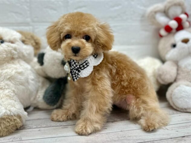 岡山県のトイプードル(トイ) (ワンキャラット アミーゴ岡南店/2025年8月28日生まれ/女の子/アプリコット)の子犬の2枚目の画像