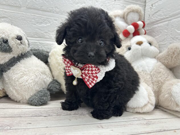 岡山県のトイプードル(トイ) (ワンキャラット アミーゴ岡南店/2025年12月4日生まれ/女の子/ブラック)の子犬の1枚目の画像