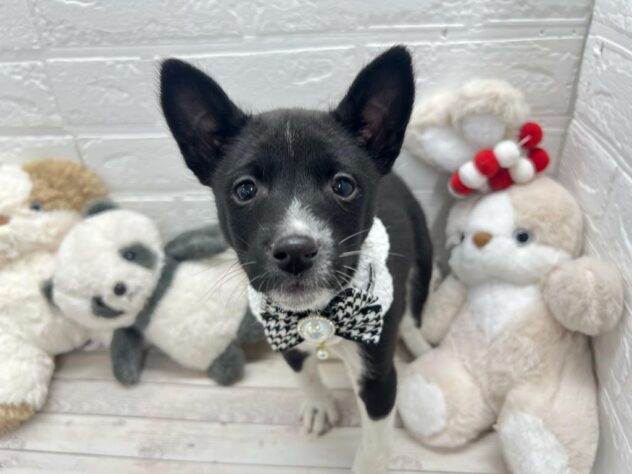 岡山県のバセンジー (ワンキャラット アミーゴ岡南店/2026年11月25日生まれ/男の子/ブラックホワイト)の子犬の1枚目の画像