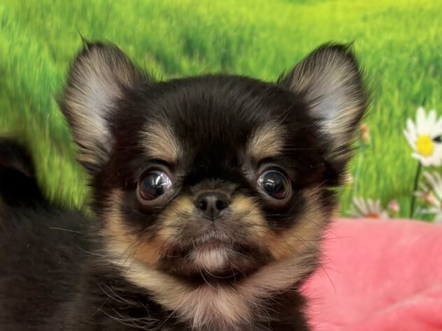 和歌山県のチワワ(ロング) (アミーゴ和歌山太田店/2025年11月11日生まれ/女の子/ブラックタン)の子犬の1枚目の画像