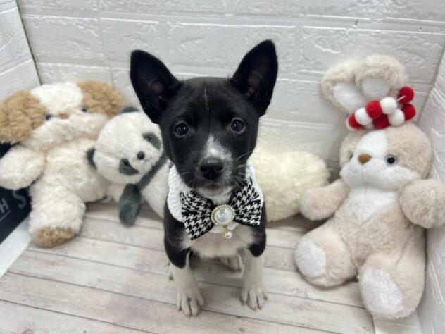 岡山県のバセンジー (ワンキャラット アミーゴ岡南店/2026年11月25日生まれ/男の子/ブラックホワイト)の子犬の2枚目の画像