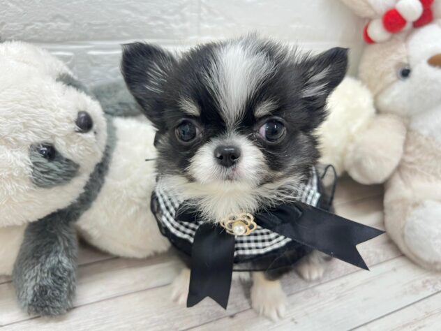 岡山県のチワワ(ロング) (ワンキャラット アミーゴ岡南店/2026年11月27日生まれ/男の子/ブラックタンホワイト)の子犬