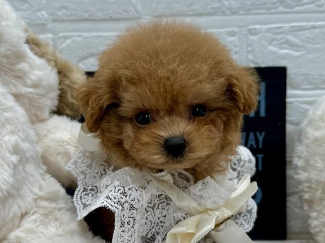 岡山県のトイプードル(トイ) (ワンキャラット アミーゴ岡南店/2025年12月4日生まれ/女の子/オレンジフォーン)の子犬