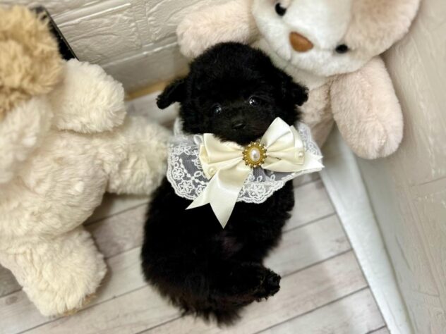 岡山県のトイプードル(トイ) (ワンキャラット アミーゴ岡南店/2025年12月4日生まれ/女の子/ブラック)の子犬の3枚目の画像